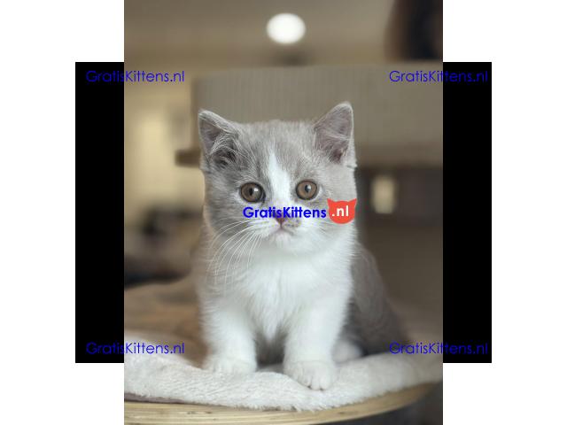 Prachtige Britse Korthaar kittens ter adoptie