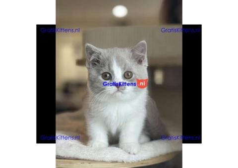 Prachtige Britse Korthaar kittens ter adoptie