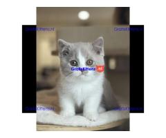 Prachtige Britse Korthaar kittens ter adoptie