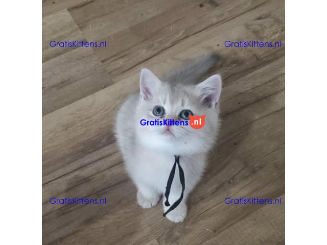 Prachtige Britse Korthaar kittens ter adoptie