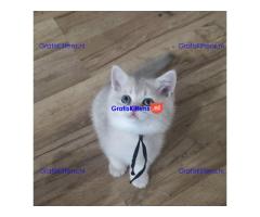 Prachtige Britse Korthaar kittens ter adoptie
