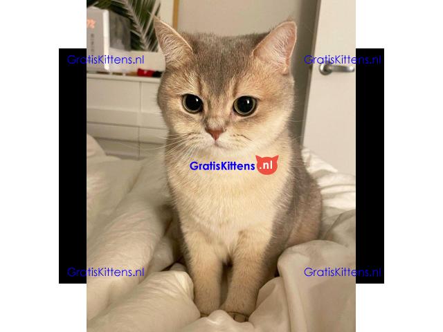 Geweldige Scottish Fold kittens en poezen ter adoptie