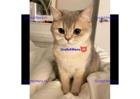 Geweldige Scottish Fold kittens en poezen ter adoptie