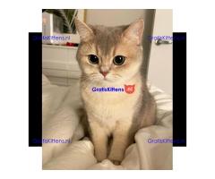 Geweldige Scottish Fold kittens en poezen ter adoptie