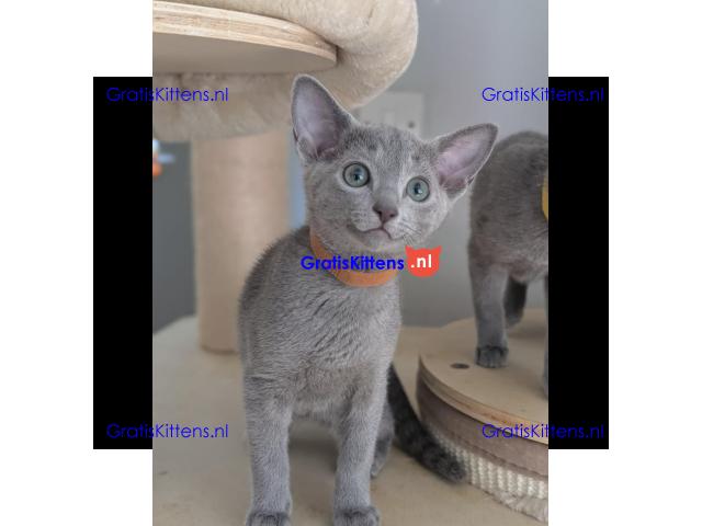 Schattige Russische Blauwe kittens gratis ter adoptie