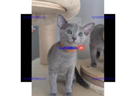 Schattige Russische Blauwe kittens gratis ter adoptie