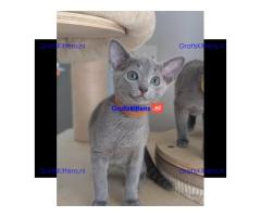 Schattige Russische Blauwe kittens gratis ter adoptie