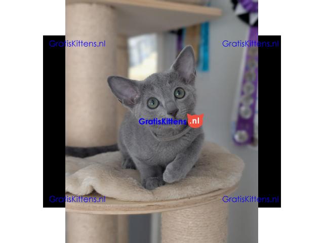 Schattige Russische Blauwe kittens gratis ter adoptie