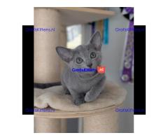 Schattige Russische Blauwe kittens gratis ter adoptie