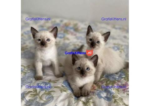 Siamese kittens gratis ter adoptie