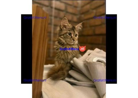 Schattige Maine Coon kittens nu gratis ter adoptie