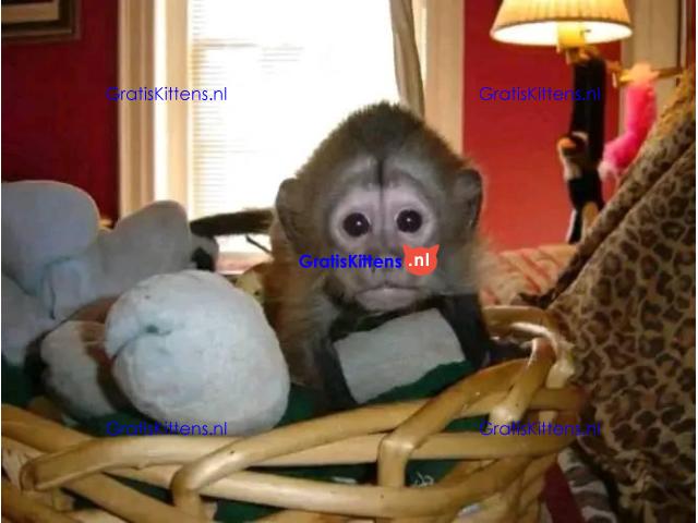 Gratis babykapucijnaapje nu ter adoptie