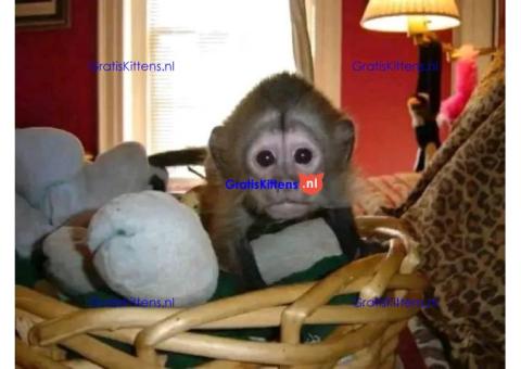 Gratis babykapucijnaapje nu ter adoptie