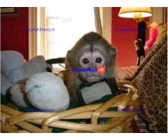 Gratis babykapucijnaapje nu ter adoptie