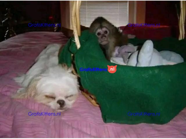 Gratis babykapucijnaapje nu ter adoptie