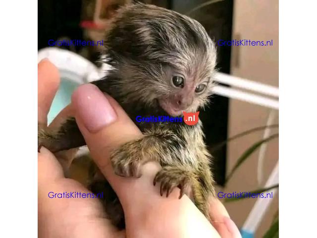 Gezonde vingeraapjes gratis ter adoptie