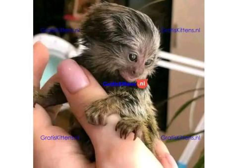 Gezonde vingeraapjes gratis ter adoptie