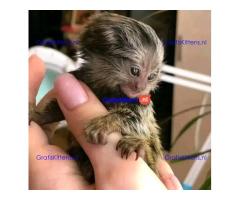 Gezonde vingeraapjes gratis ter adoptie