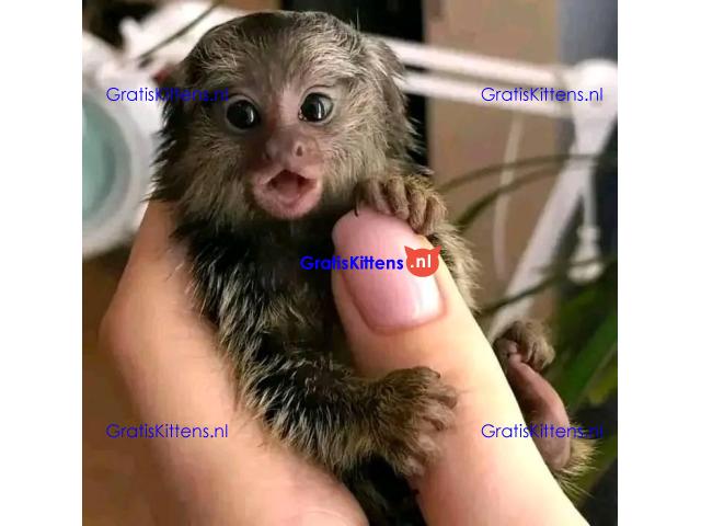 Gezonde vingeraapjes gratis ter adoptie