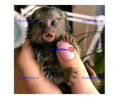 Gezonde vingeraapjes gratis ter adoptie