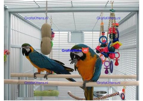 Helemaal gratis ara's ter adoptie