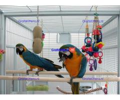 Helemaal gratis ara's ter adoptie