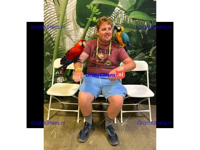 Helemaal gratis ara's ter adoptie