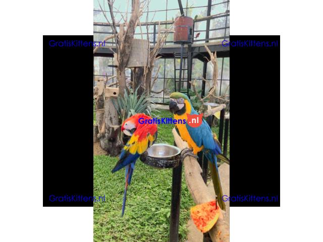 Helemaal gratis ara's ter adoptie