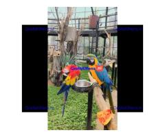 Helemaal gratis ara's ter adoptie