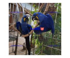 Schattige hyacintara's gratis ter adoptie