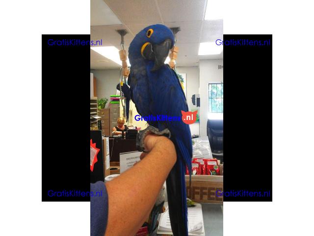 Schattige hyacintara's gratis ter adoptie