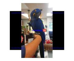 Schattige hyacintara's gratis ter adoptie