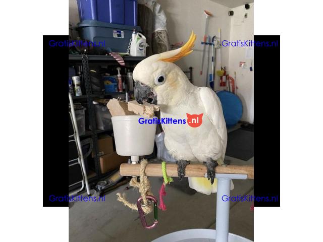 2 paraplu-kaketoes nu gratis ter adoptie