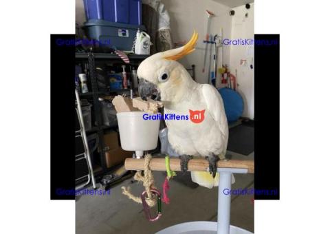 2 paraplu-kaketoes nu gratis ter adoptie