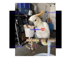 2 paraplu-kaketoes nu gratis ter adoptie