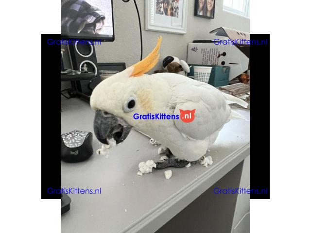 2 paraplu-kaketoes nu gratis ter adoptie