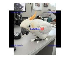 2 paraplu-kaketoes nu gratis ter adoptie