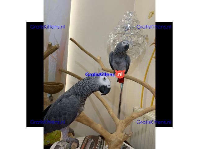 Prachtige Afrikaanse grijze papegaaien beschikbaar voor een nieuw thuis