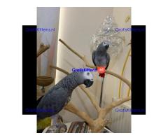 Prachtige Afrikaanse grijze papegaaien beschikbaar voor een nieuw thuis
