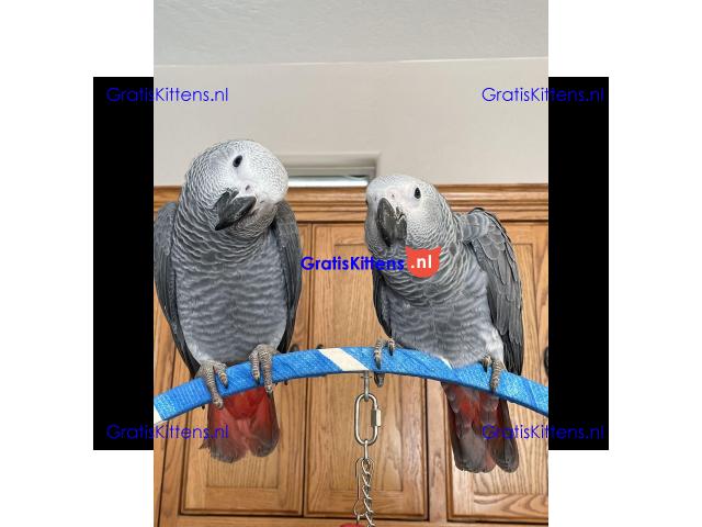 Prachtige Afrikaanse grijze papegaaien beschikbaar voor een nieuw thuis