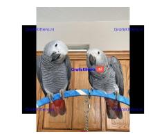 Prachtige Afrikaanse grijze papegaaien beschikbaar voor een nieuw thuis