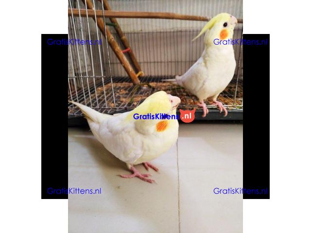 Prachtige valkparkieten direct gratis ter adoptie.