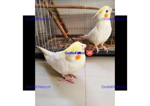 Prachtige valkparkieten direct gratis ter adoptie.