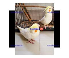 Prachtige valkparkieten direct gratis ter adoptie.