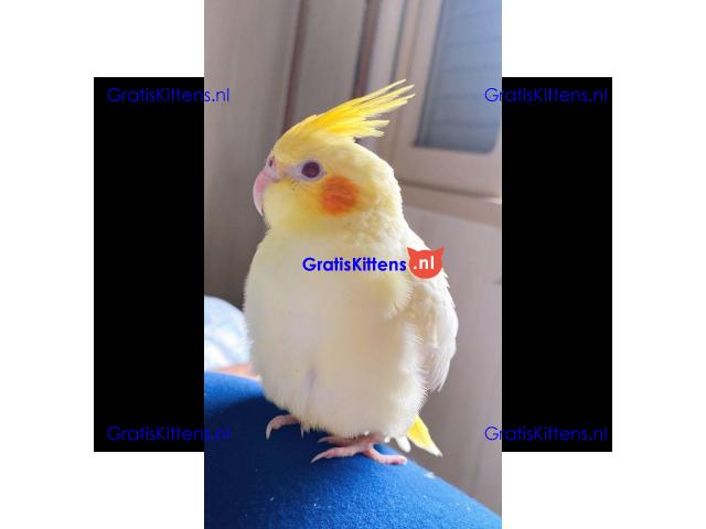 Prachtige valkparkieten direct gratis ter adoptie.