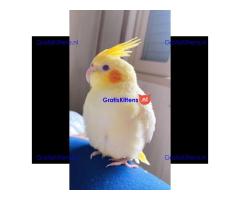 Prachtige valkparkieten direct gratis ter adoptie.