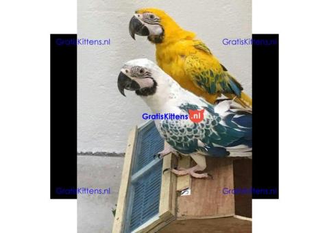 Gratis opaalara's ter adoptie