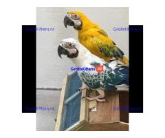 Gratis opaalara's ter adoptie