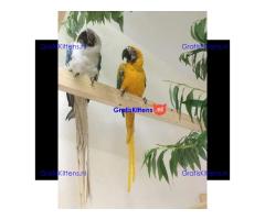 Gratis opaalara's ter adoptie