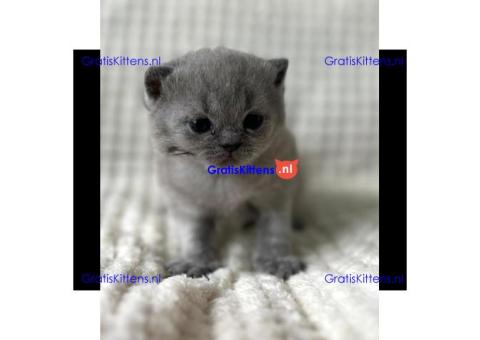 Britse Korthaar/Scottish Fold Blauw en Lilac kitten € Whatsapp-nummer: +31 6 877 322 95